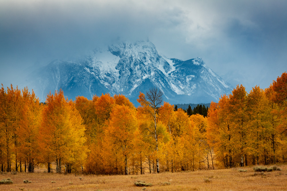 Aspens And Mount Moran Photography Art | Gale Ensign Photography