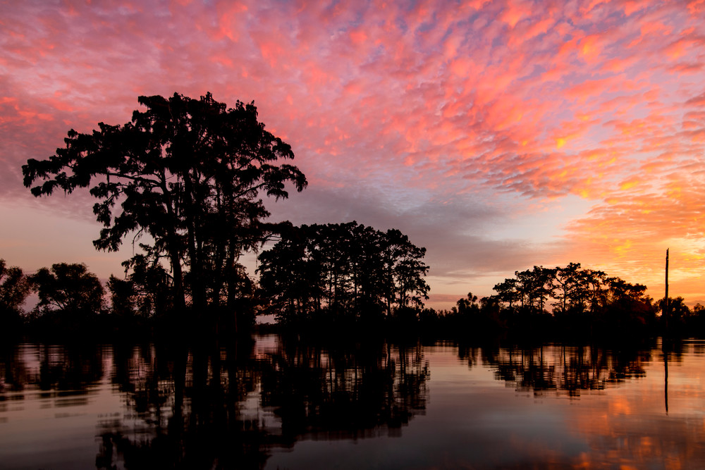 Neon Swamp - Louisiana swamp photography prints