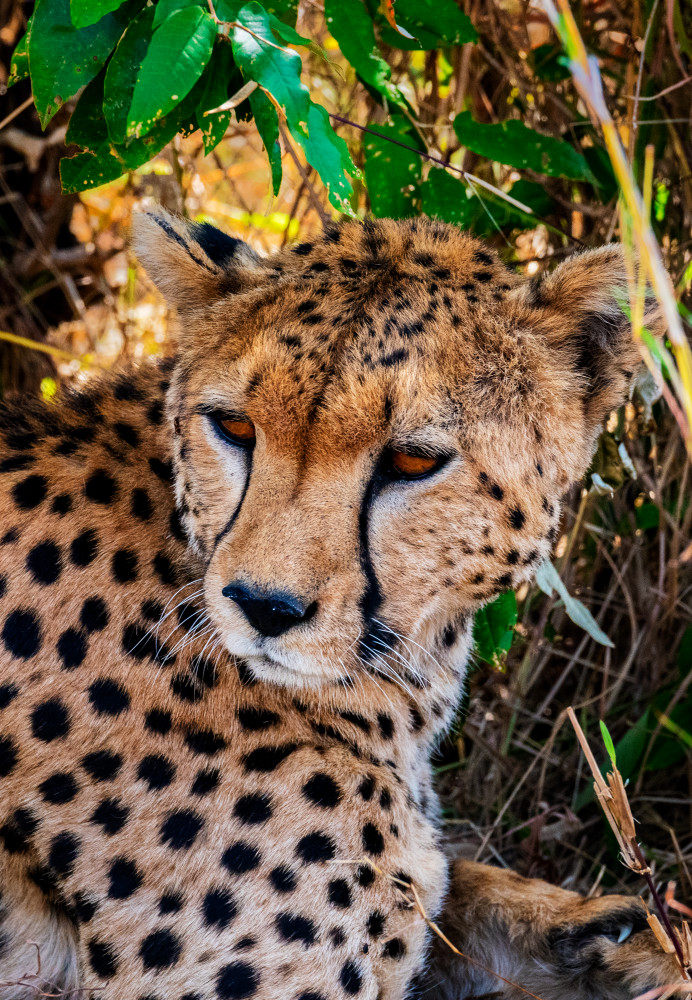 Resting Cheetah Photography Art | Gale Ensign Photography