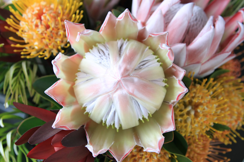 Protea From Above Photography Art | Rosanne Nitti Fine Arts