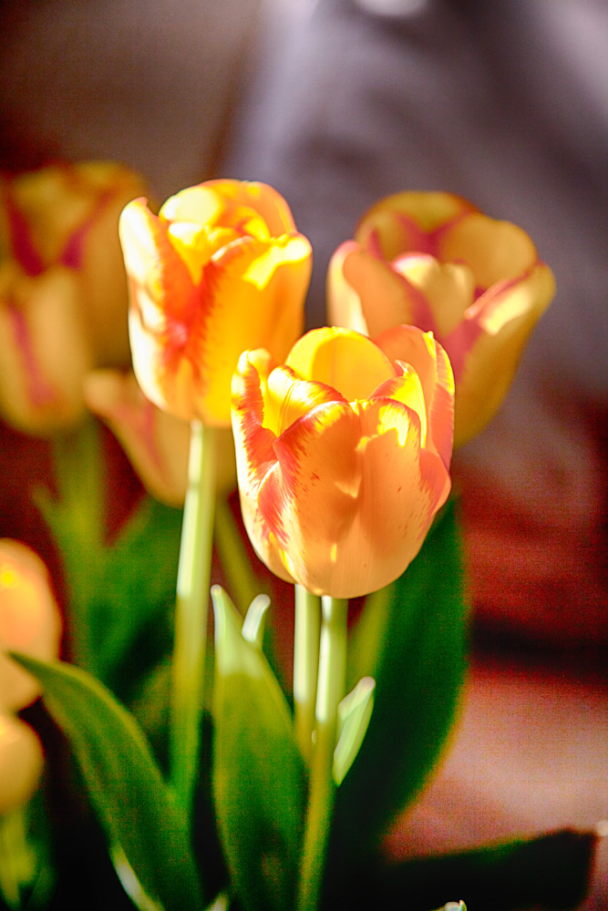 Tulips Photography Art | Rosanne Nitti Fine Arts