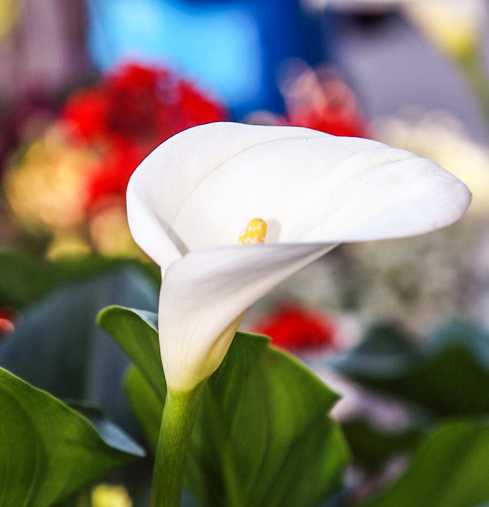 Calilily Photography Art | Rosanne Nitti Fine Arts