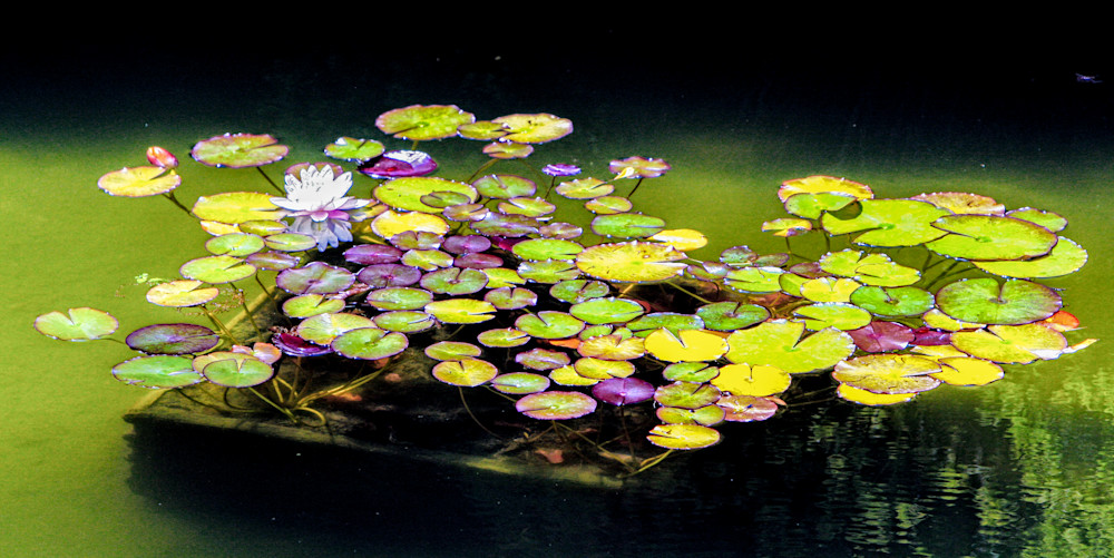 Lillies In Japenese Garden Photography Art | Rosanne Nitti Fine Arts