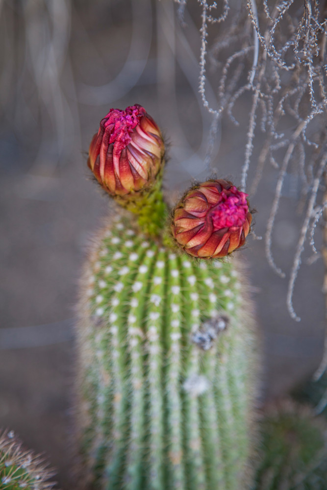 Red Flower Cactus Photography Art | Rosanne Nitti Fine Arts