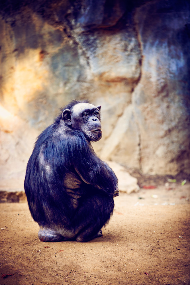 Chimpanzee Photography Art | 15:10 Photography