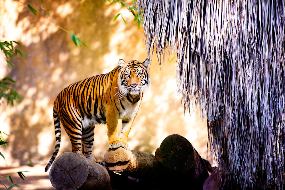 Tiger Stare Photography Art | 15:10 Photography