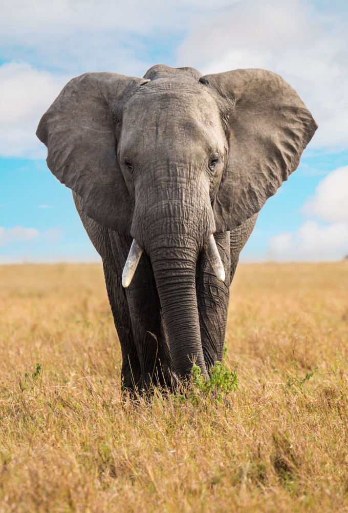 Elephant Head On Photography Art | Gale Ensign Photography