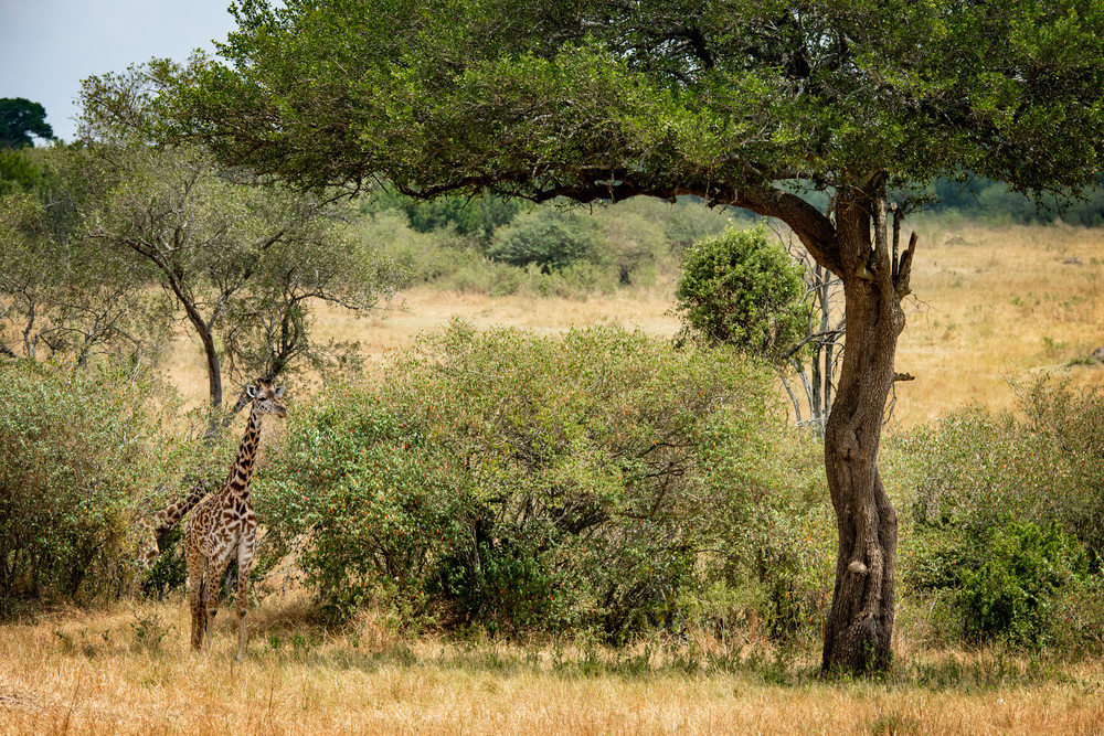 Giraffe Under Tree Photography Art | Gale Ensign Photography