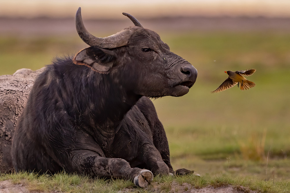 Buffalo, Birds, And Bugs Photography Art | danieldauria