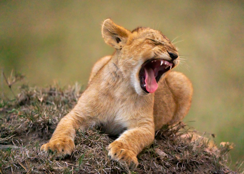 Sleepy Little Lion Photography Art | Carol Brooks Parker Fine Art Photography