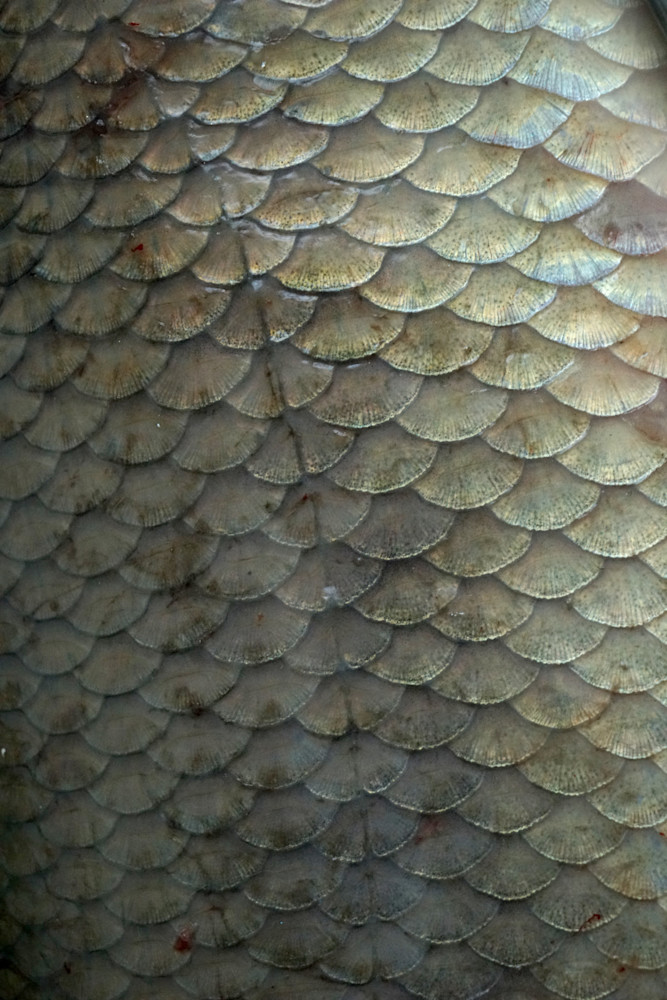 Fish Scales Art | Wet Paint NYC