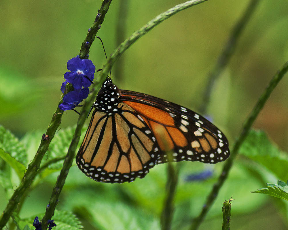 Monarch On Flower Lr Photography Art | E.R. Lilley Photography