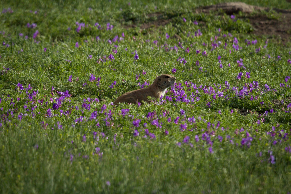 Img 4711 Photography Art | Captured Adventure Photography