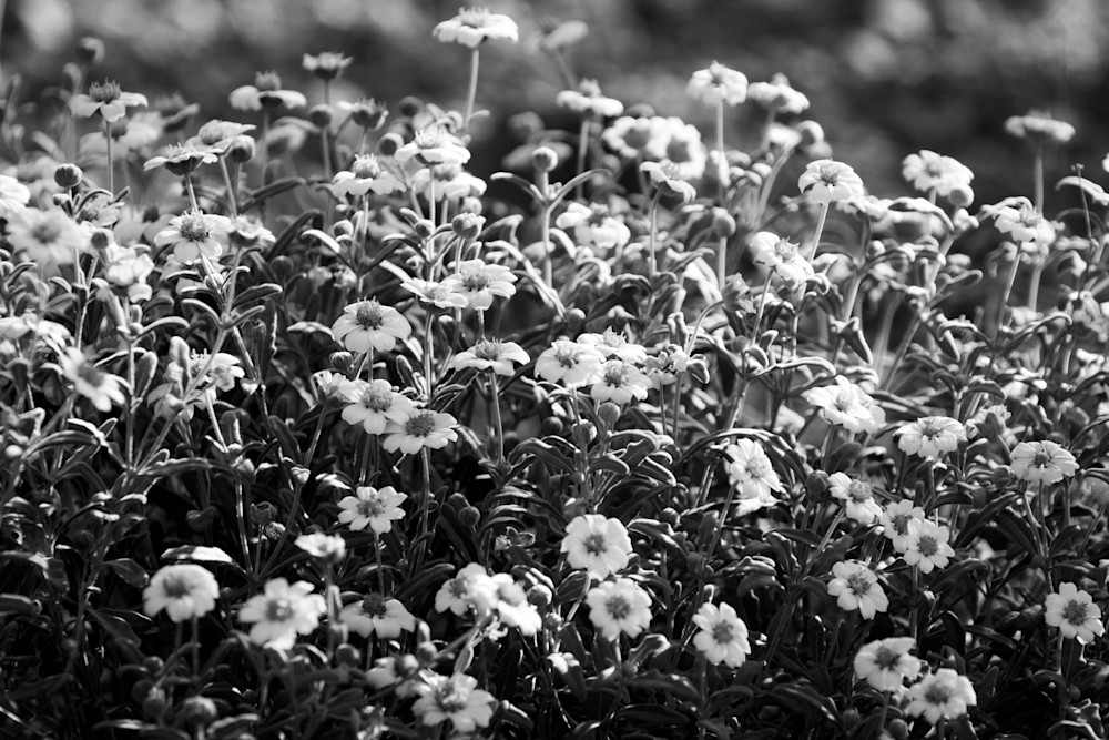 S00 A0692 Photography Art | Captured Adventure Photography