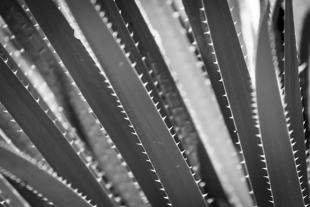 S00 A0007 Photography Art | Captured Adventure Photography