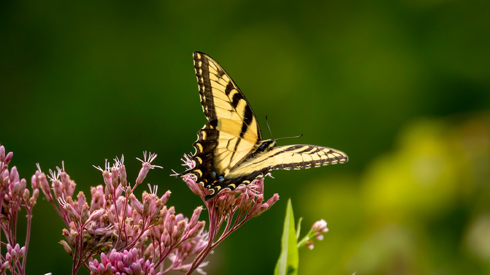 S00 A2153 Photography Art | Captured Adventure Photography