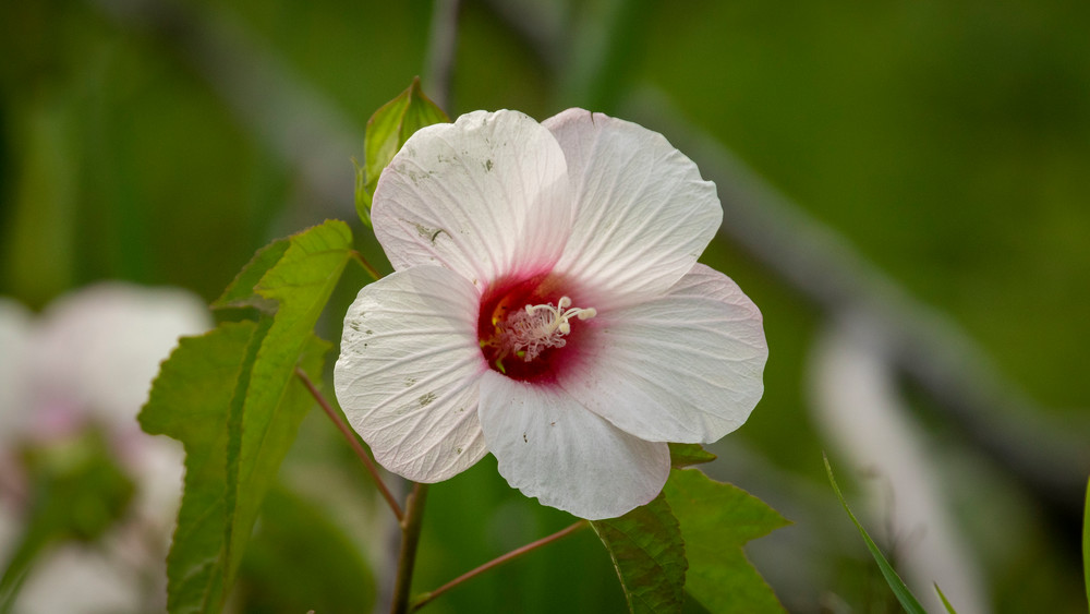 S00 A2138 Photography Art | Captured Adventure Photography