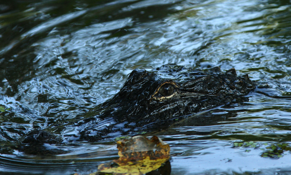 Img 8739 Photography Art | Captured Adventure Photography