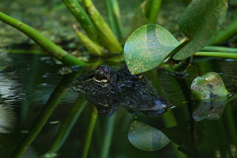 Img 8439 Photography Art | Captured Adventure Photography