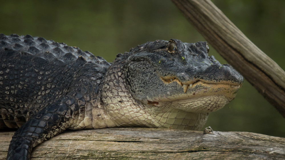 S00 A2467 Photography Art | Captured Adventure Photography