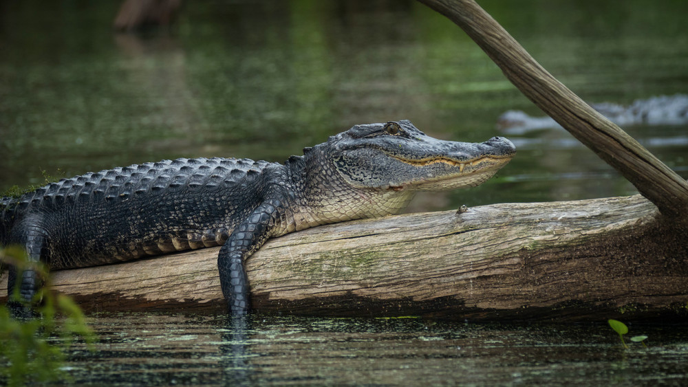 S00 A2447 Photography Art | Captured Adventure Photography