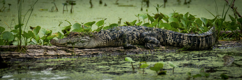 S00 A2484 Photography Art | Captured Adventure Photography