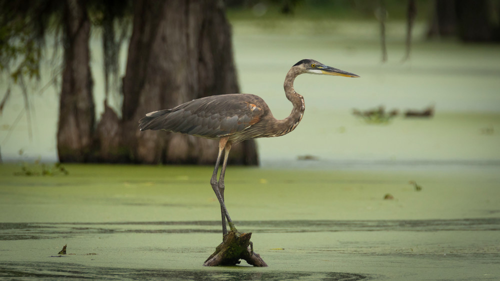 S00 A2976 Photography Art | Captured Adventure Photography