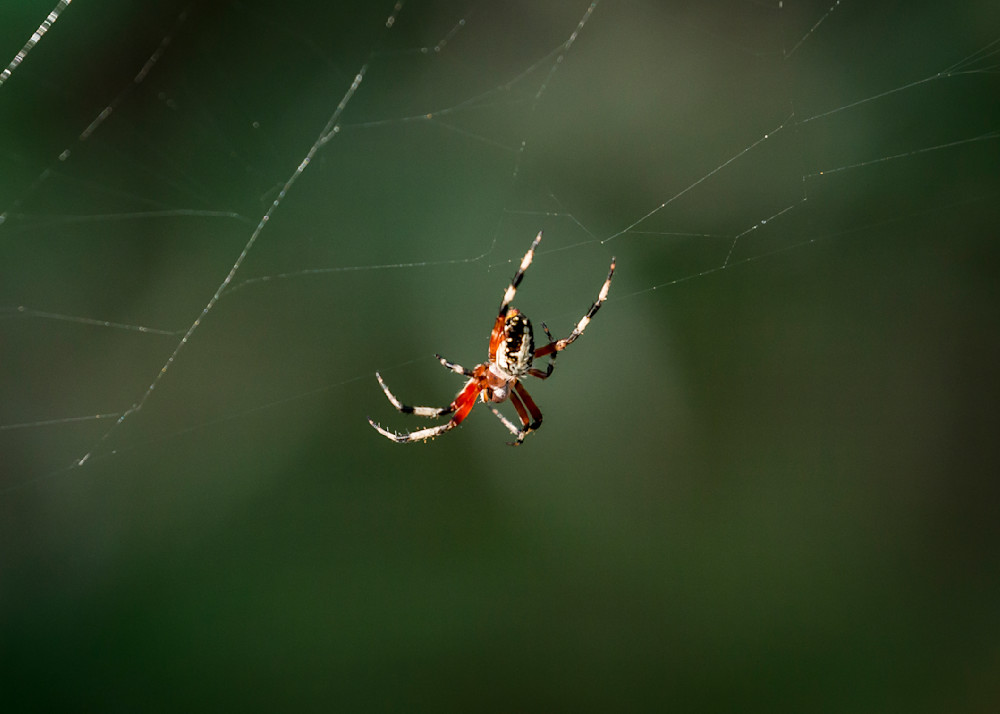 Mg 7496 Photography Art | Captured Adventure Photography