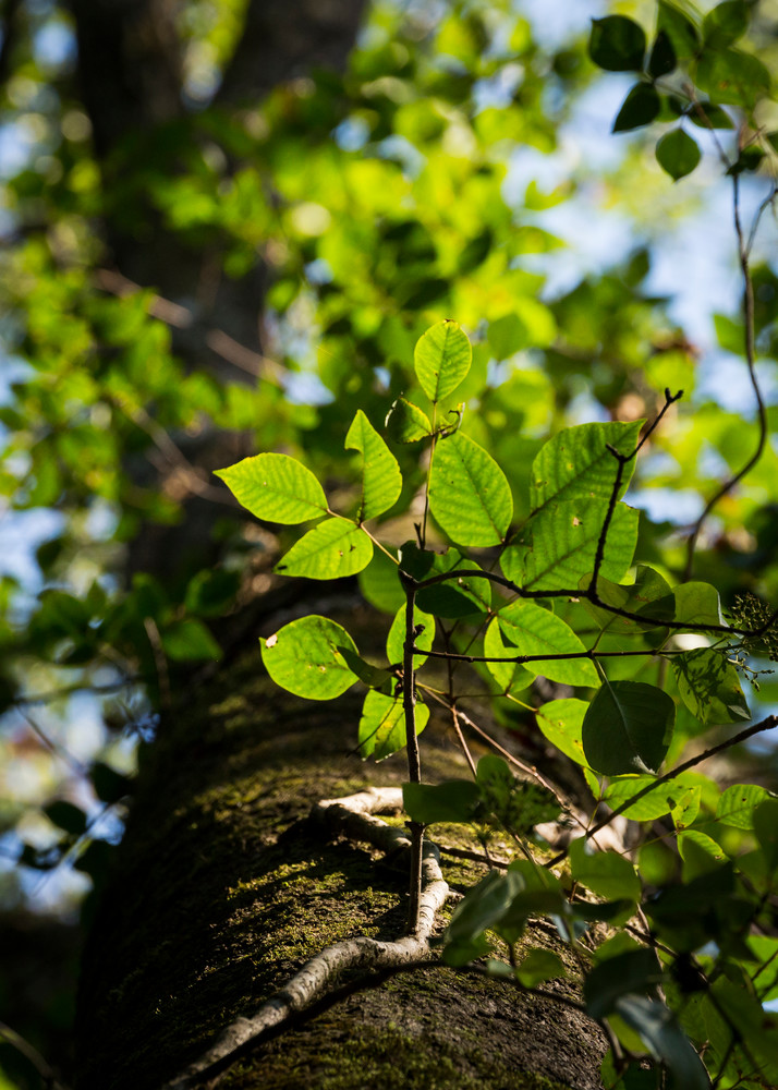 Mg 7481 Photography Art | Captured Adventure Photography