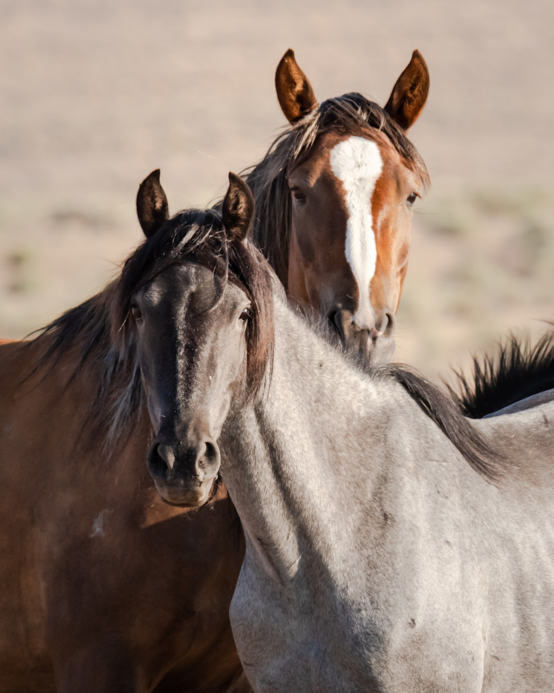Two Wild Horse Friends