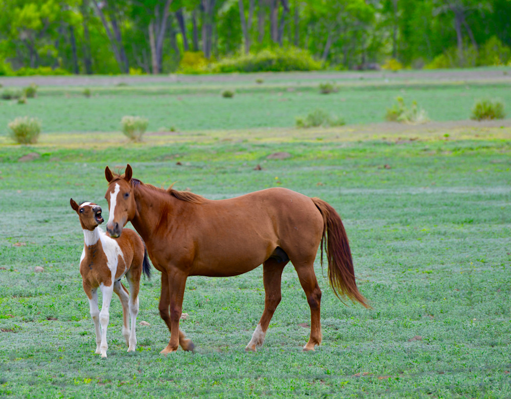 Wild Horses Of South Fork Photography Art | RuddFotos