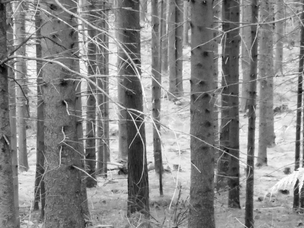 Grey Forest Photography Art | Ron Olcott Photography