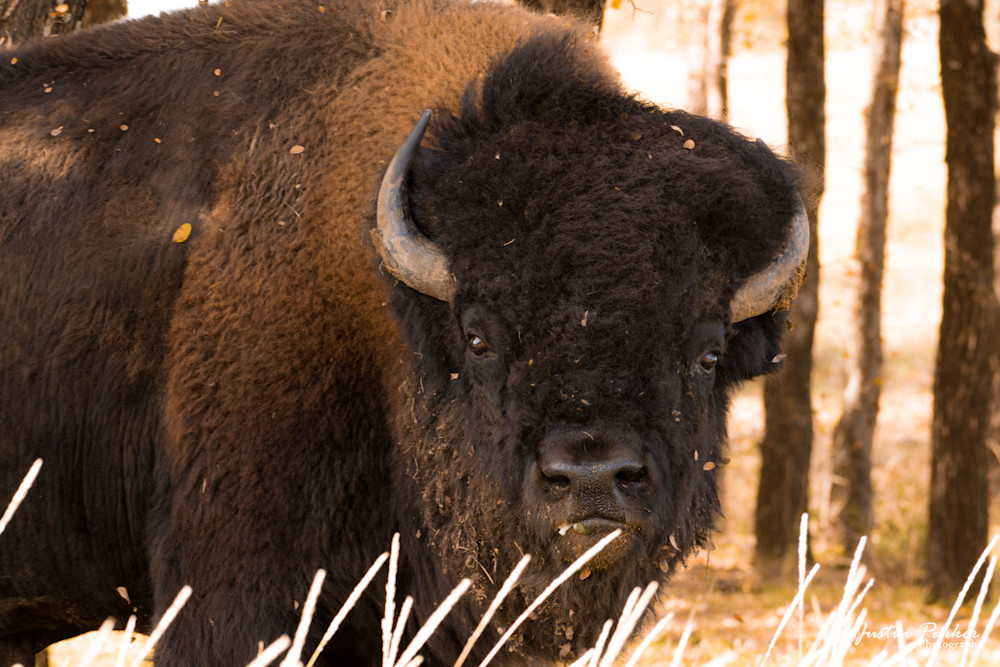 American Bison Photography Art | Justin Parker Nature Photography
