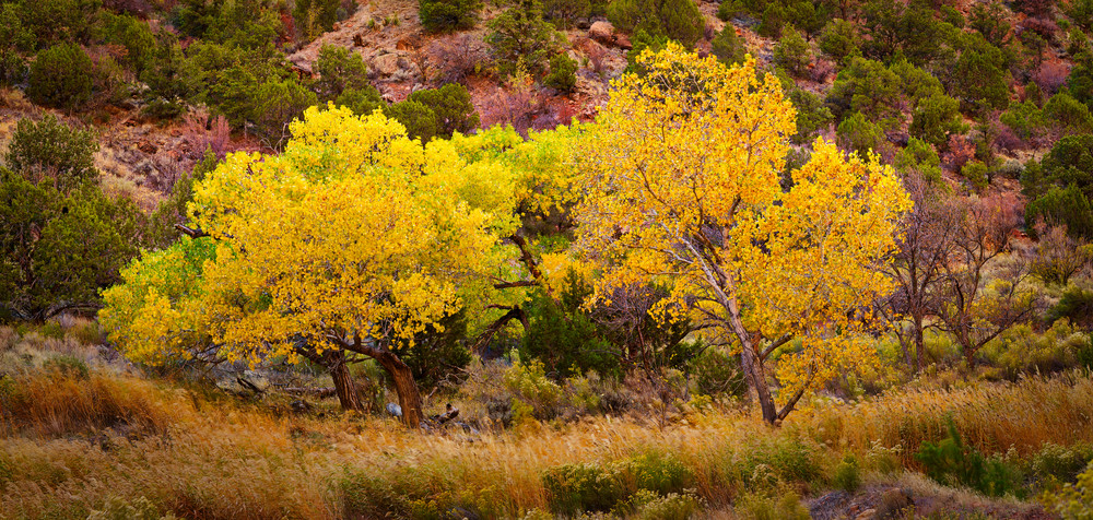 Yellow Tree 1 Zion Panorama1 Lum Photography Art | RaberEYES