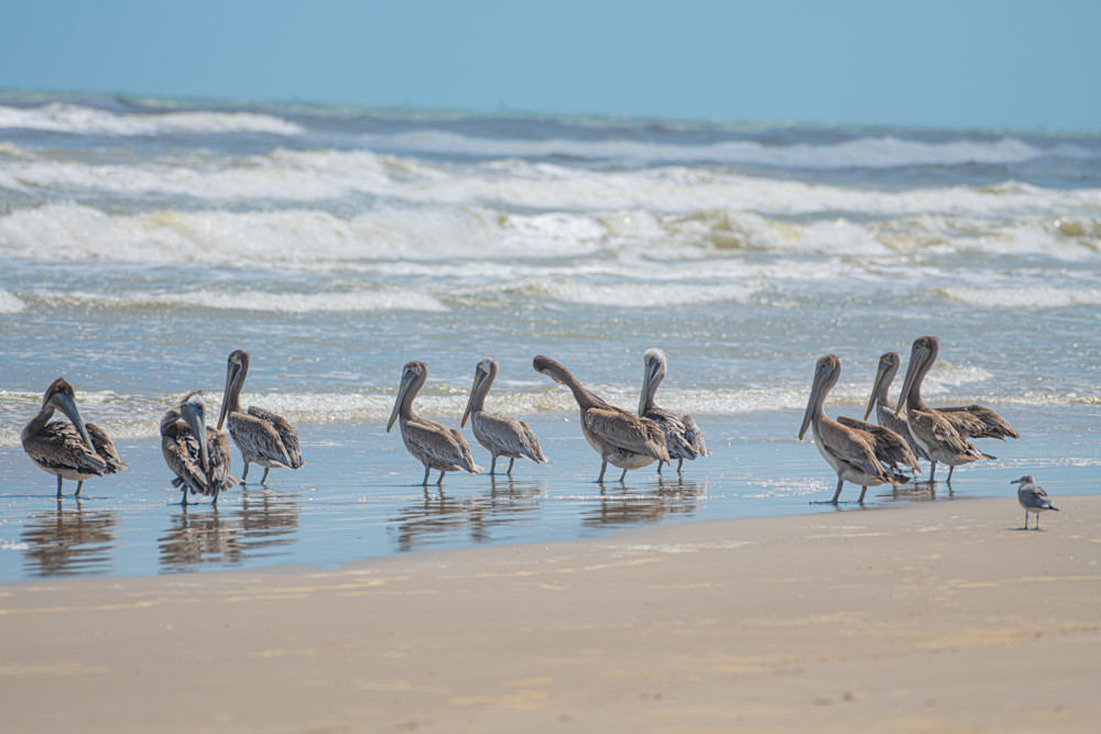 Pelicans On Padre Island Photography Art | Justin Parker Nature Photography
