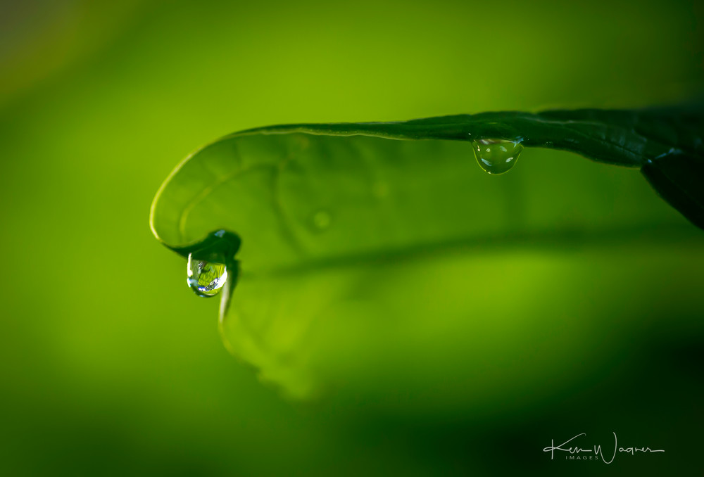Dew Drops  Art | Ken Wagner Images L.L.C.