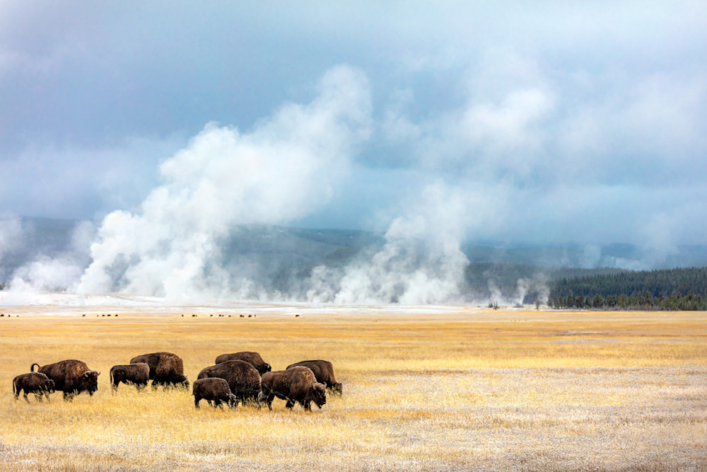 First Snow, Yellowstone | Landscape Photography | Tim Truby