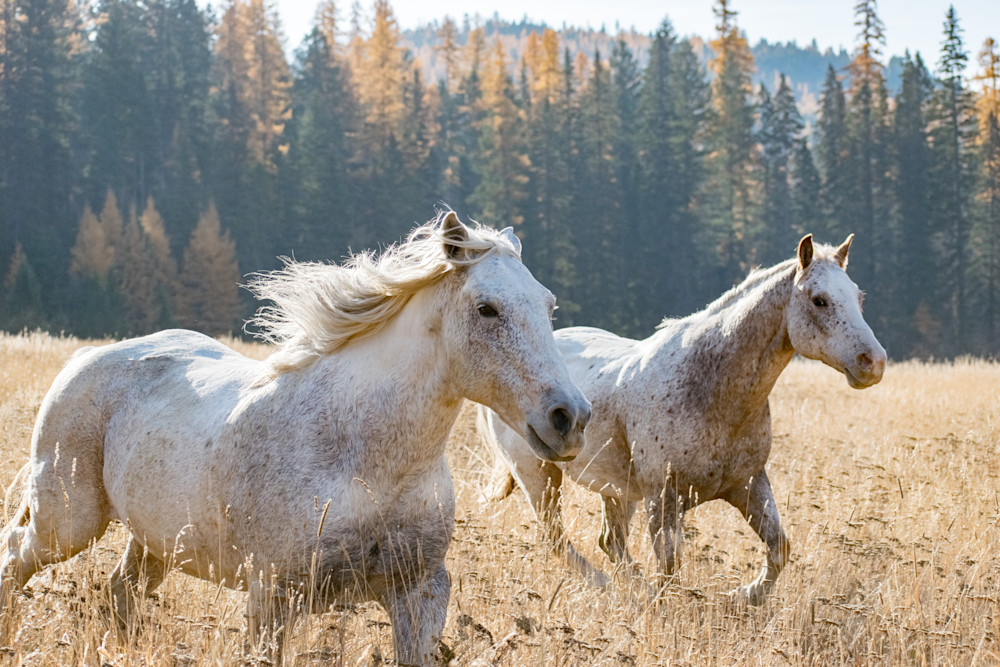 Fine Art Horse Photography | Montana Morning