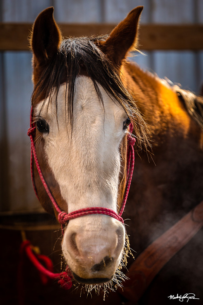 Pay Attention Photography Art | Mark LaRowe Photography
