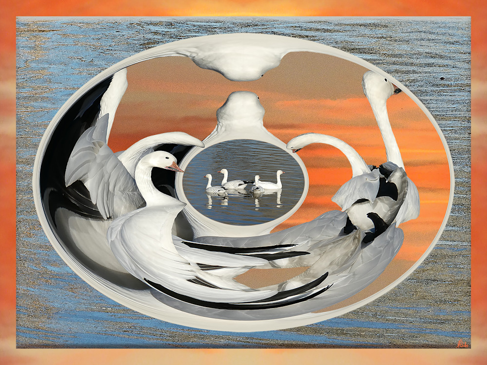 Snow Geese No. 1 print of photograph for sale as digital art by Maureen Wilks