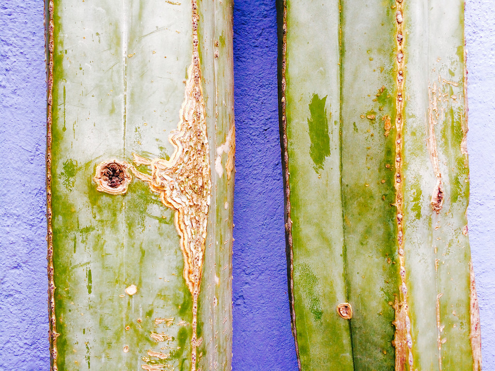 Cactus Wall Art | Michael Haggiag