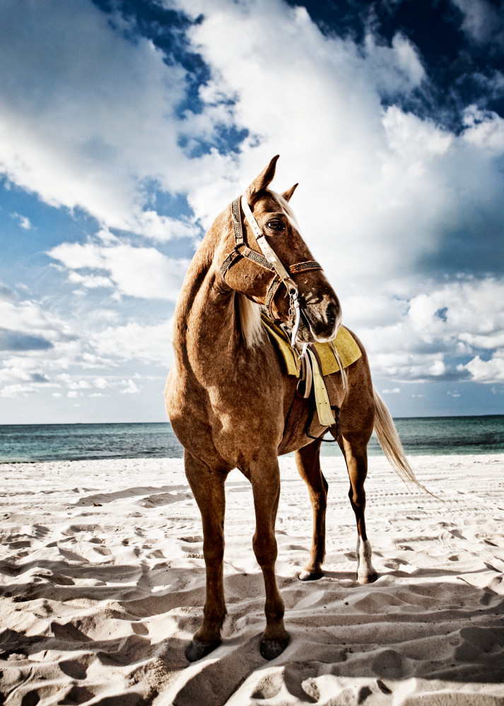 Portrait Of Horse   Yucatan Beach Art | Creative i