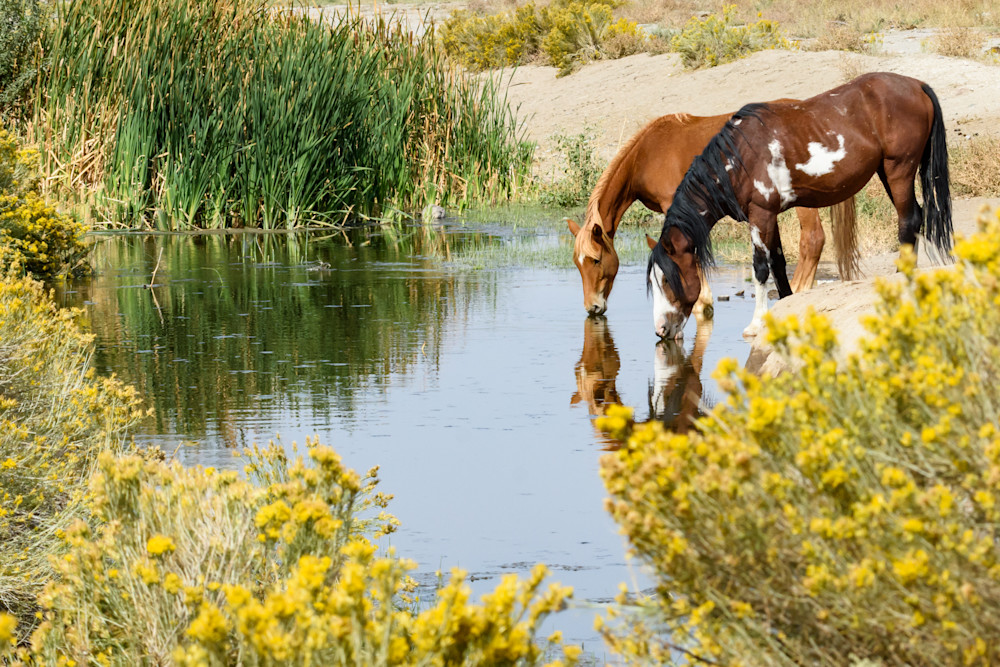 Stallion and Mare at Water