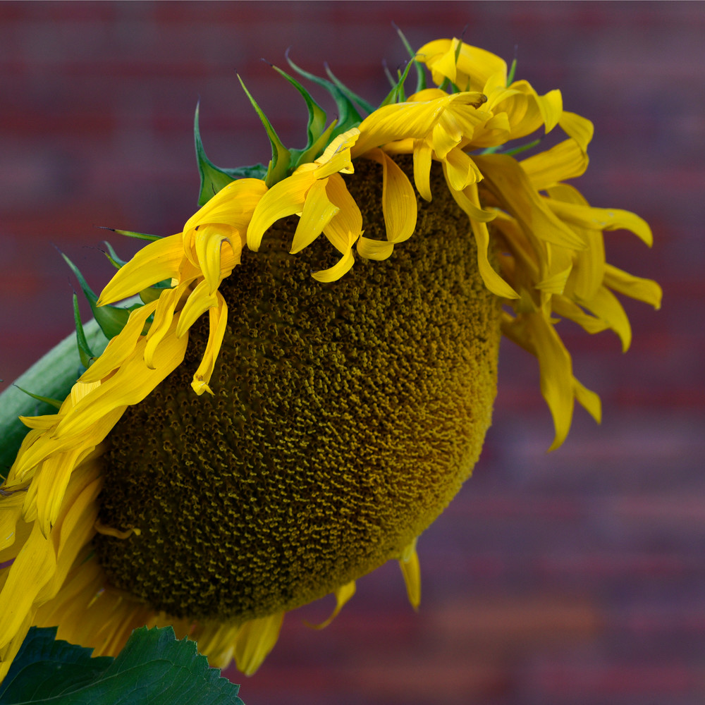 Sun Flower Photography Art | Don Kerner Photography