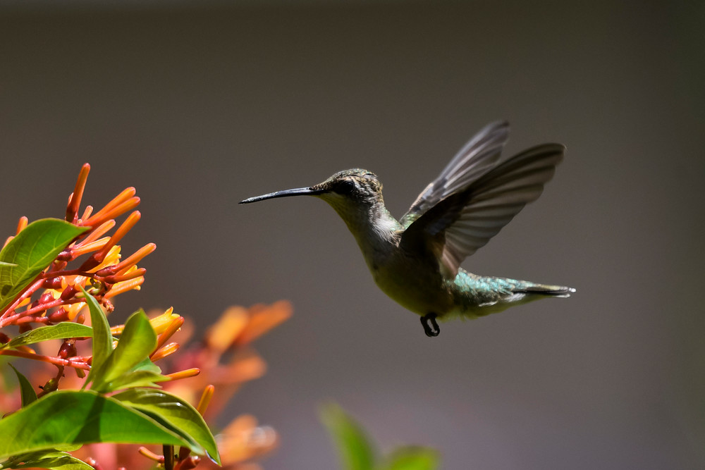 Hummingbird & Firebush #6 Photography Art | Don Kerner Photography
