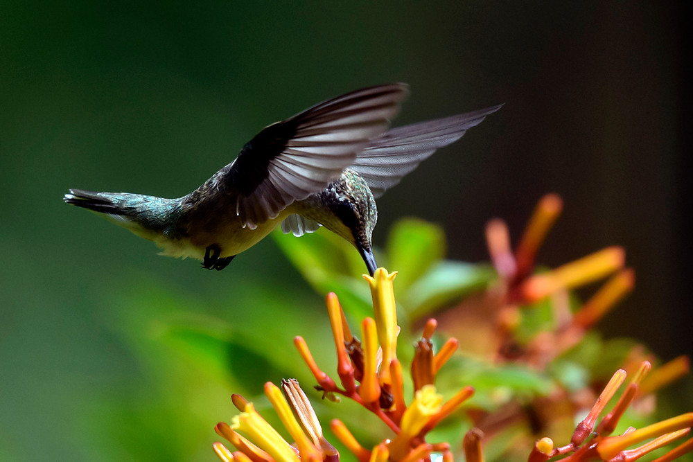 Hummingbird & Firebush #1 Photography Art | Don Kerner Photography