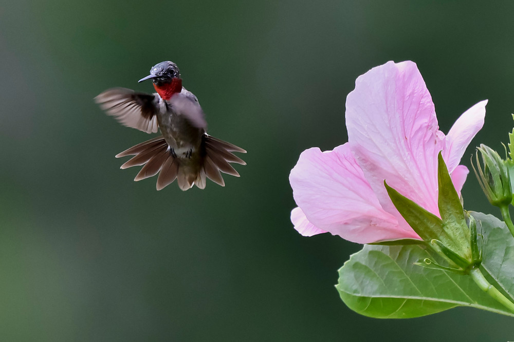 Ruby Throated Hummingbird Photography Art | Don Kerner Photography
