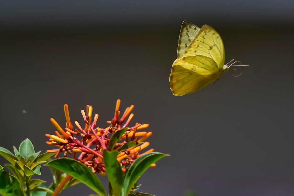 Sulpher Butterfly #2 Photography Art | Don Kerner Photography