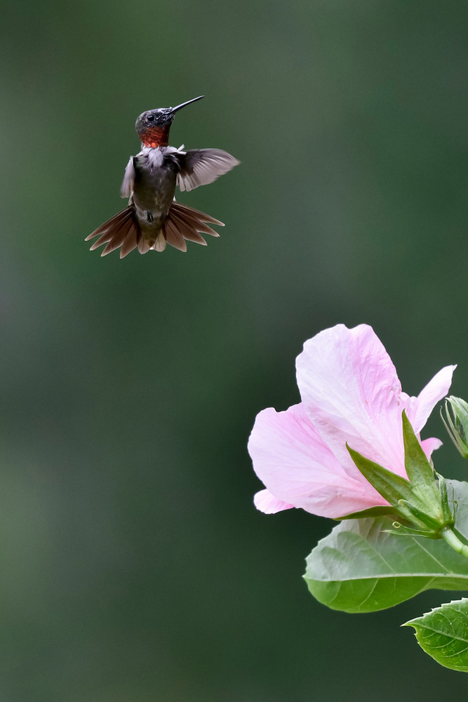 Ruby Throat Eyeing Hibiscus Photography Art | Don Kerner Photography