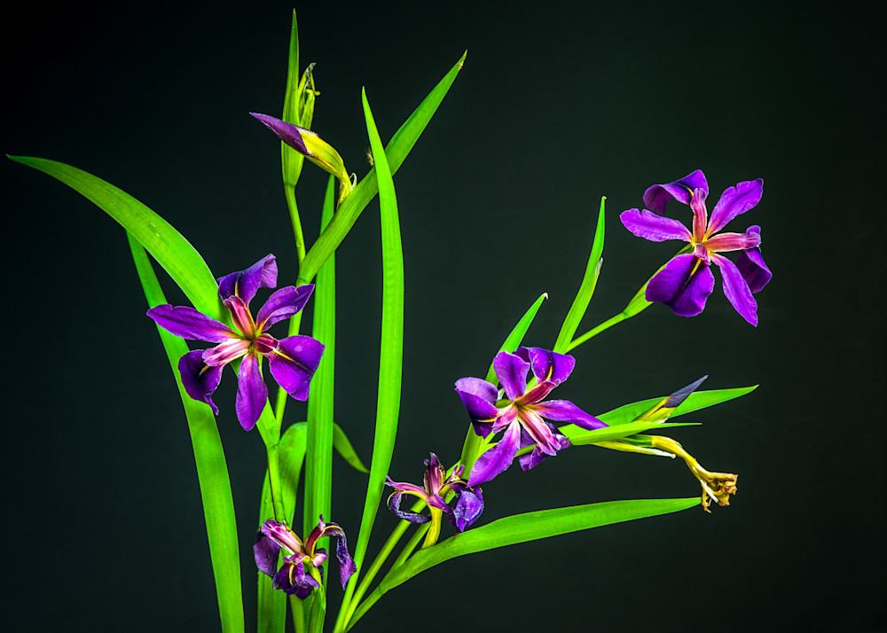 Spring Iris Photography Art | Kim Bova Photography